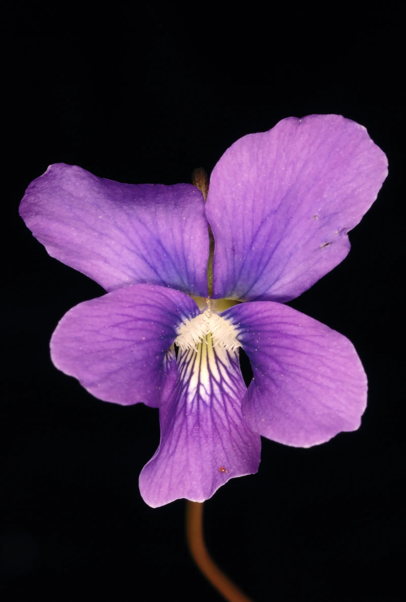 Meadow Violet (Viola Sororia) — which can be accentuated when planted en masse or as an understory plant beneath deciduous trees; blue and white, image 129