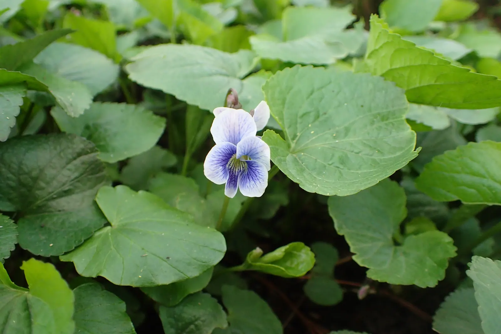 Meadow Violet (Viola Sororia) — is a charming herbaceous perennial that adds a splash of color to any landscape design