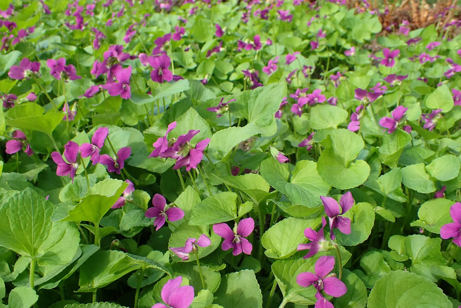 Meadow Violet (Viola Sororia) — making it well-suited for woodland settings or shaded borders; scientifically known as Viola sororia, image 80