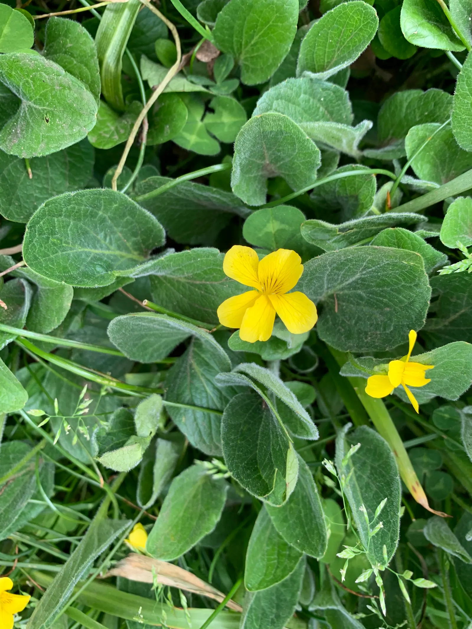 Meadow Violet (Viola Sororia) — When incorporating Viola sororia into your design; well-drained soil and are resistant to both deer and rabbits