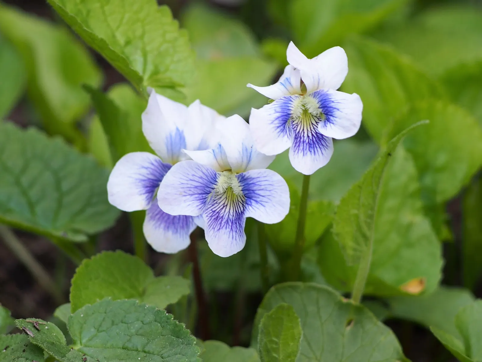 Meadow Violet (Viola Sororia) — Ideal for ground cover and naturalization