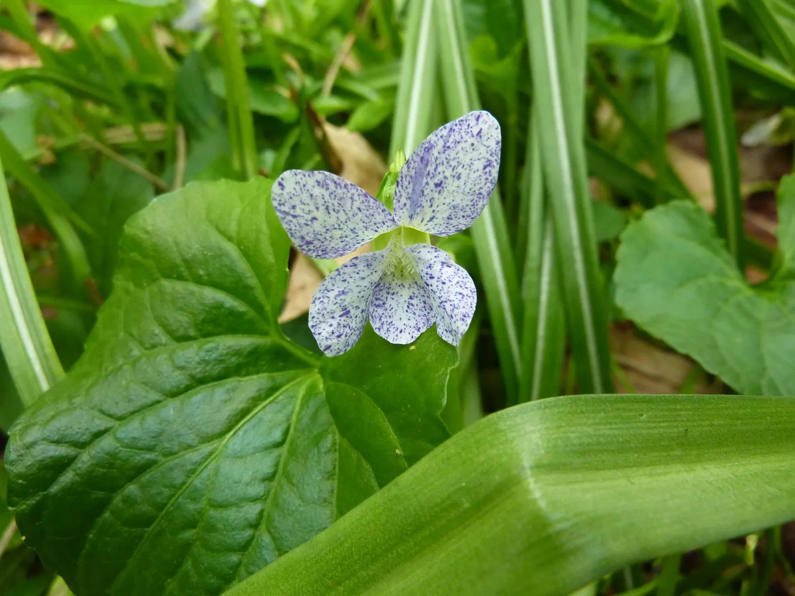 Meadow Violet (Viola Sororia) — consider its attractive foliage and profuse flowering; the Meadow Violet requires partial to full shade, image 106