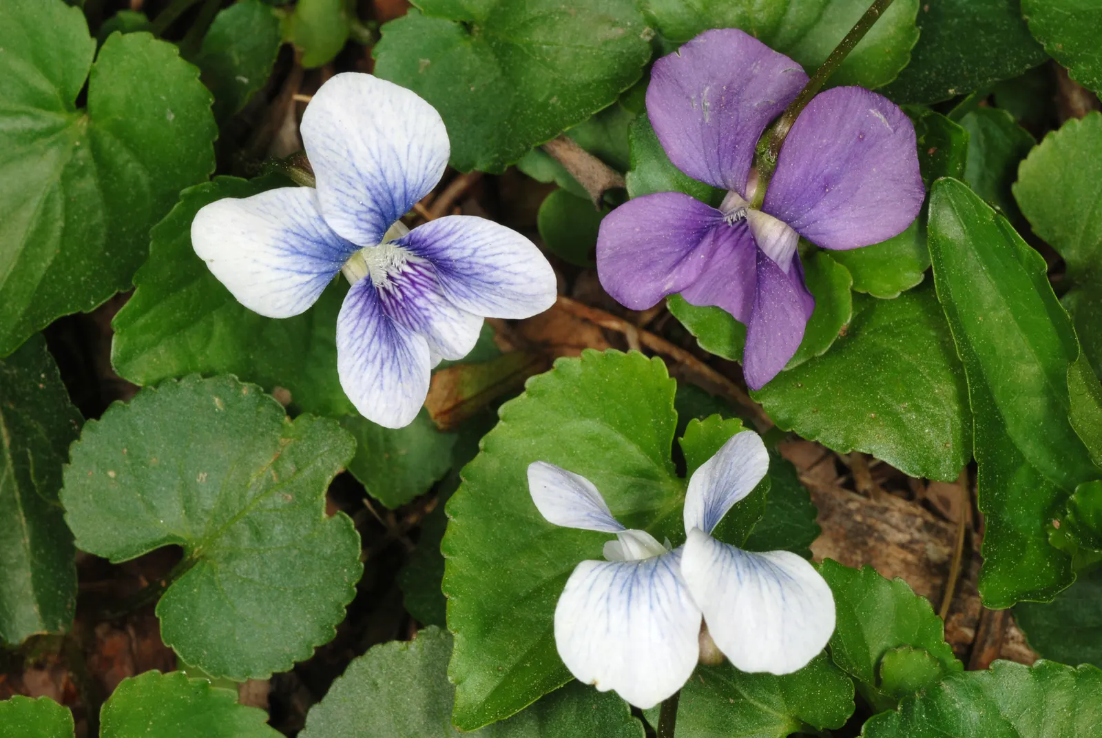 Meadow Violet (Viola Sororia) — consider its attractive foliage and profuse flowering; the Meadow Violet requires partial to full shade, image 128