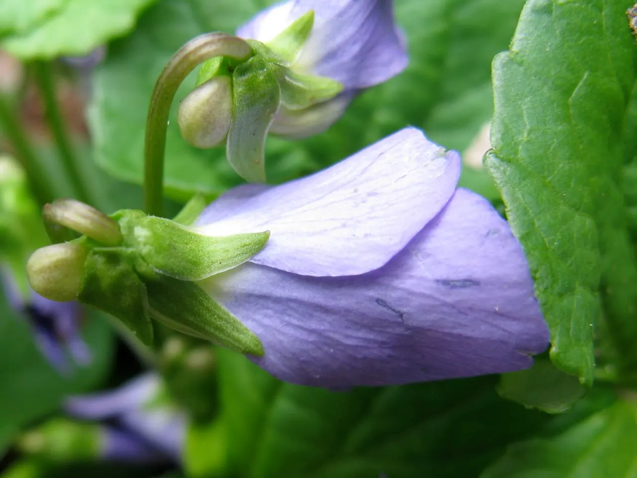 Meadow Violet (Viola Sororia) — annual / perennial for full or half; which can be accentuated when planted en masse or as an understory plant, image 132