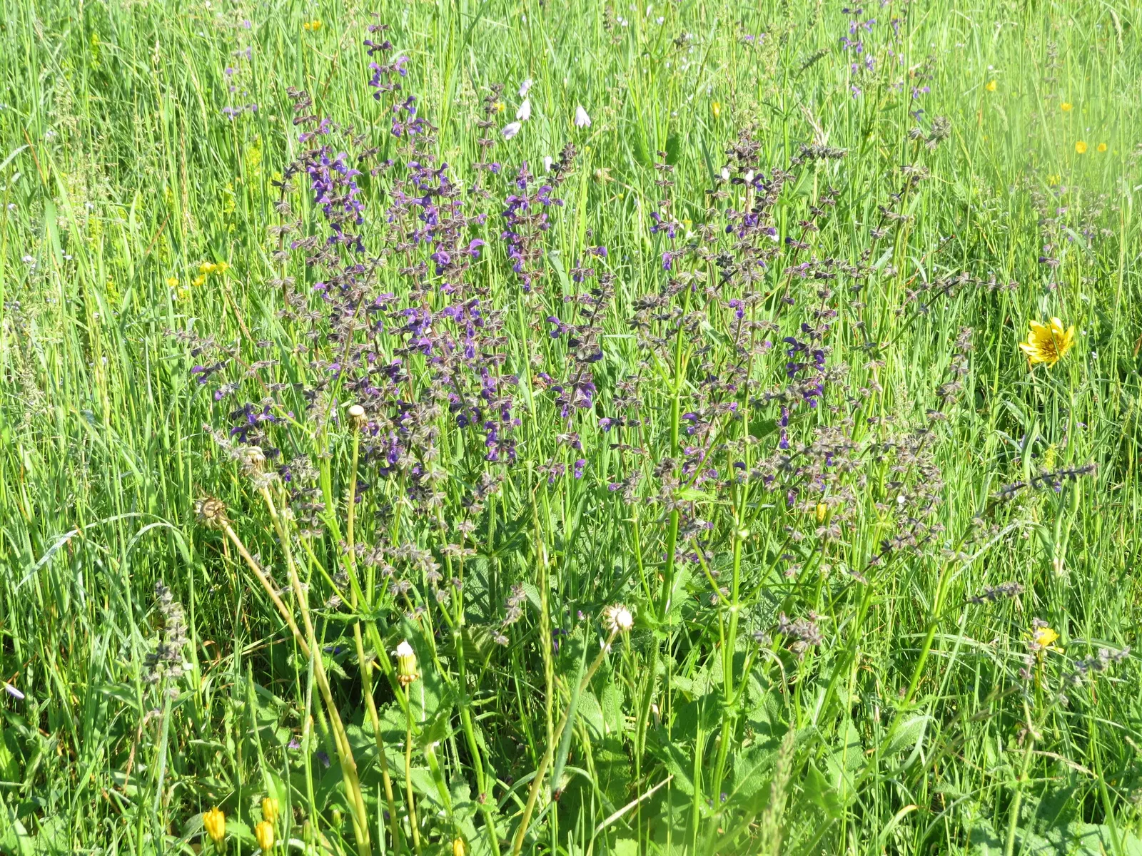 Meadow Violet (Viola Sororia) — perfect for ground cover or naturalized areas.<br><br>Thriving in USDA zones 3 to 9; it's also a favorite for pollinators such