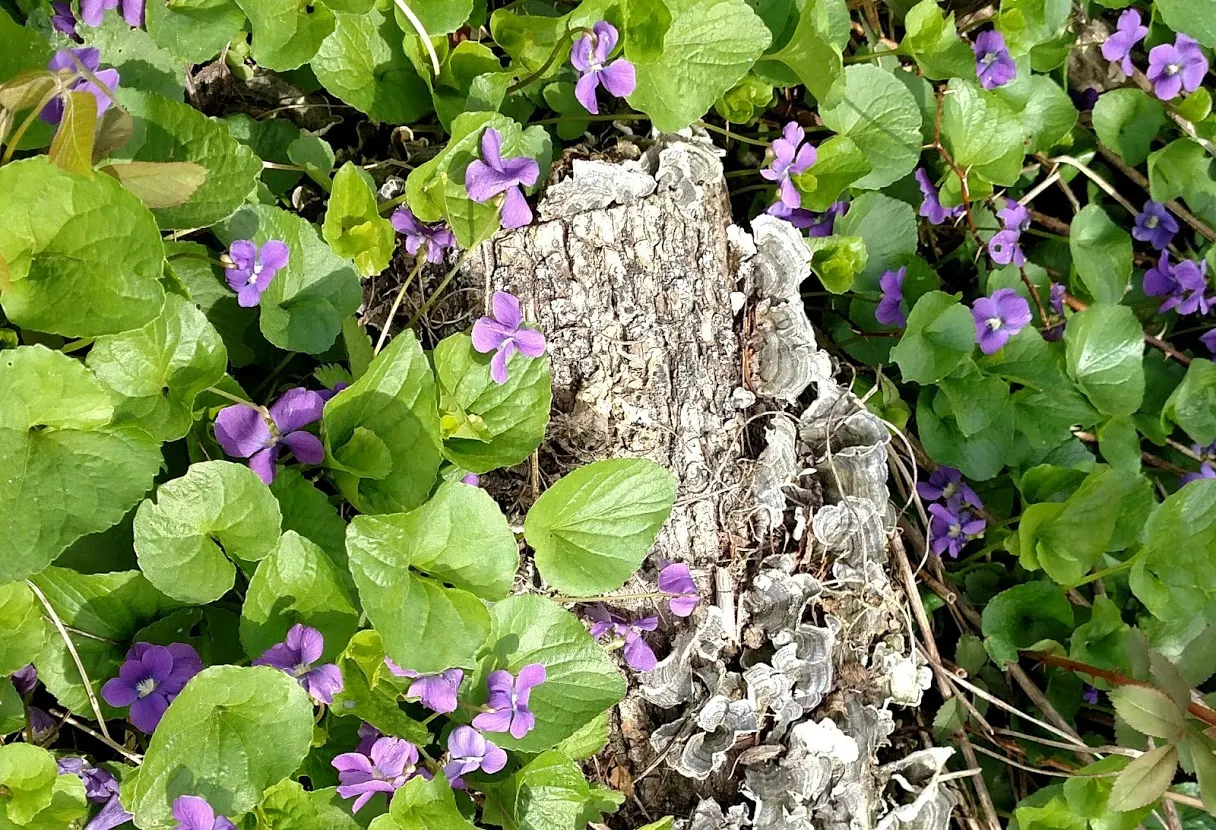 Meadow Violet (Viola Sororia) — contributing to the ecological health of your garden; annual / perennial with blue and white blooms, image 60