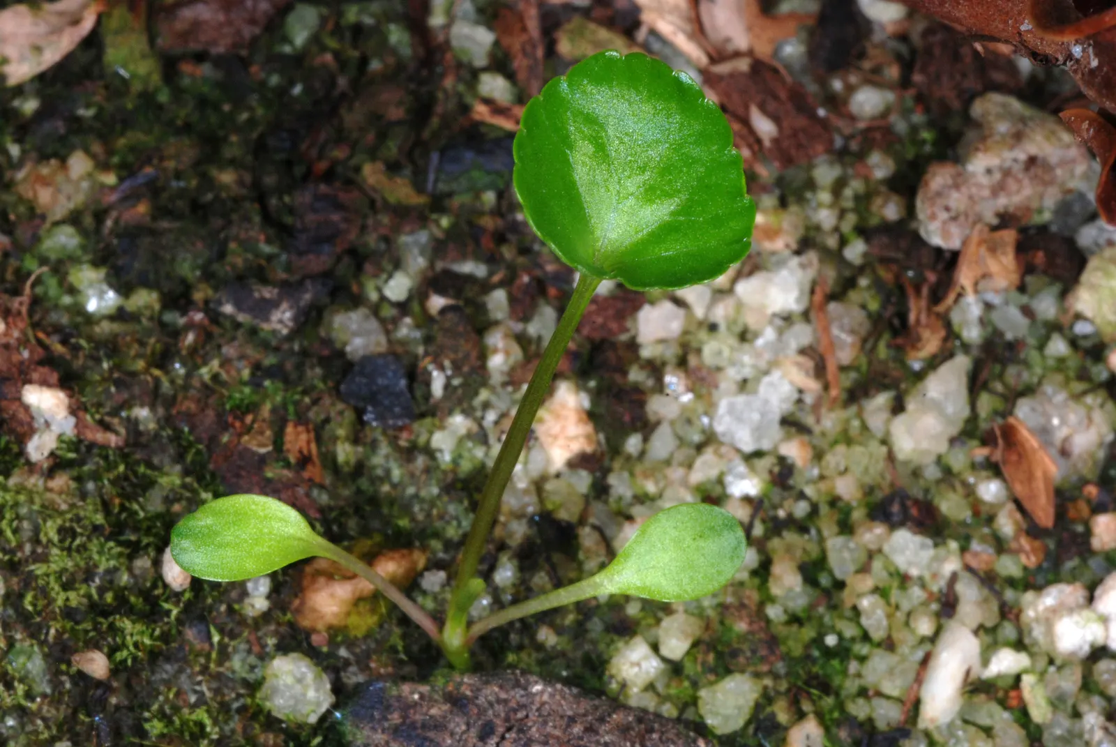 Meadow Violet (Viola Sororia) — well-drained soil and are resistant to both deer and rabbits; when incorporating Viola sororia into your design, image 116