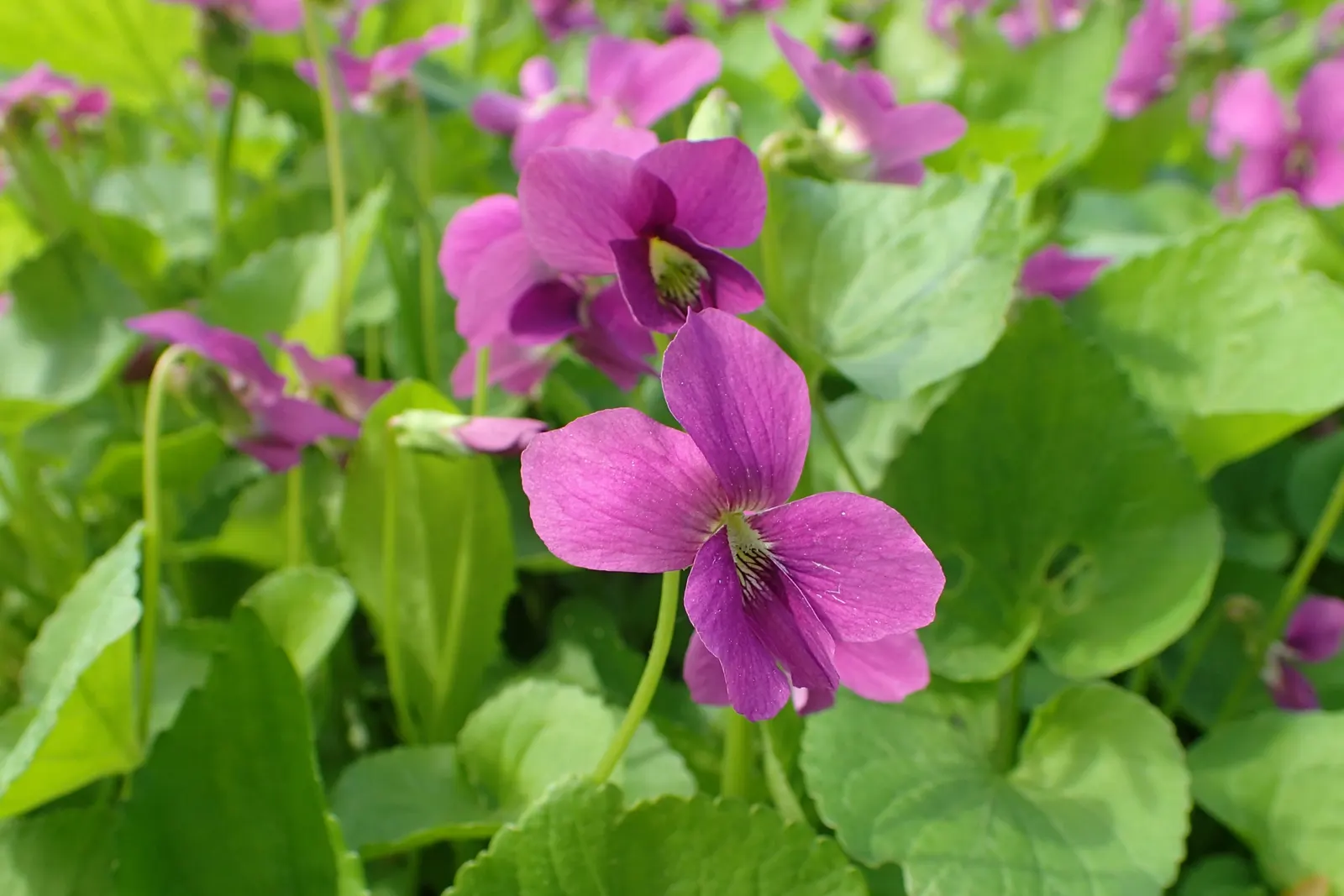 Meadow Violet (Viola Sororia) — blue and white flowers in the garden; ideal for ground cover and naturalization, image 86