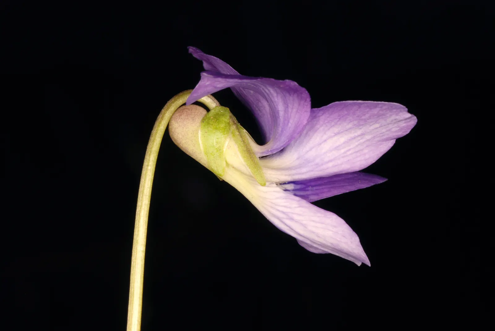 Meadow Violet (Viola Sororia) — When incorporating Viola sororia into your design