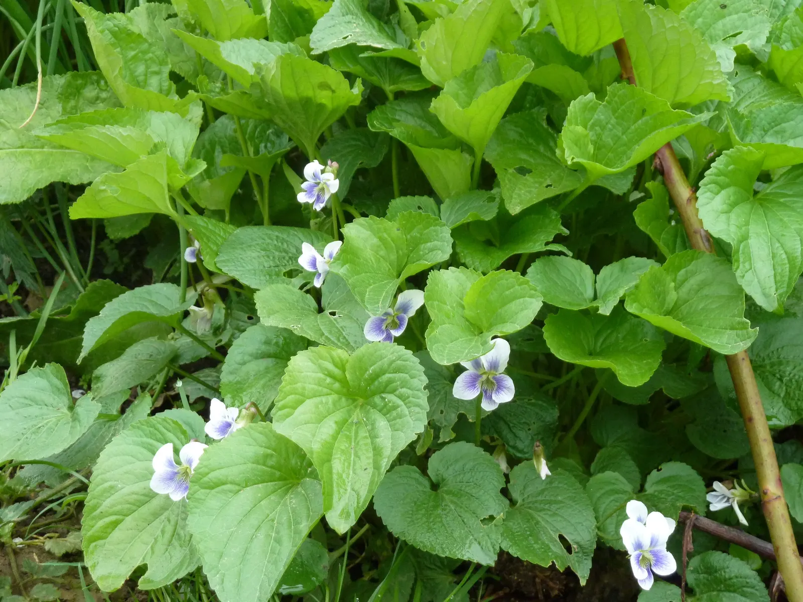 Meadow Violet (Viola Sororia) — It thrives in USDA zones 3-7, preferring part-shade to full sun; often showcasing a delicate white center and, image 46