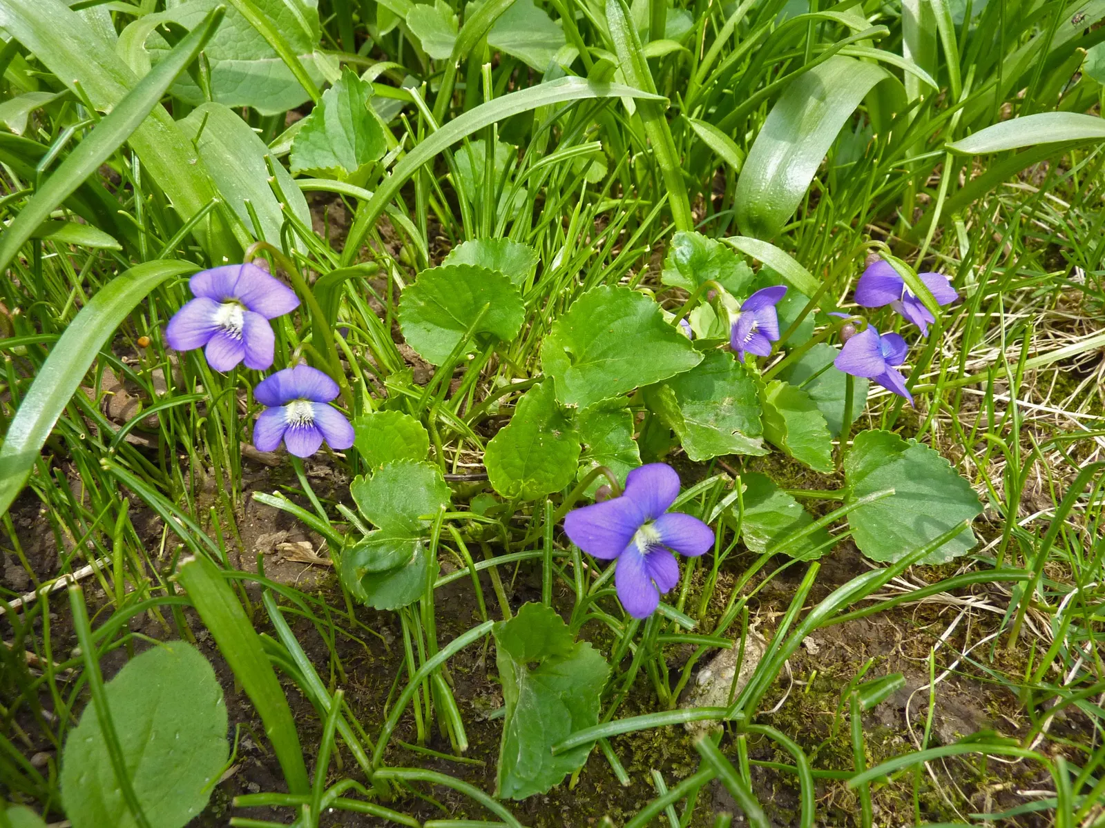 Meadow Violet (Viola Sororia) — often showcasing a delicate white center and appearing in abundance from April to June; is a charming herbaceous perennial that