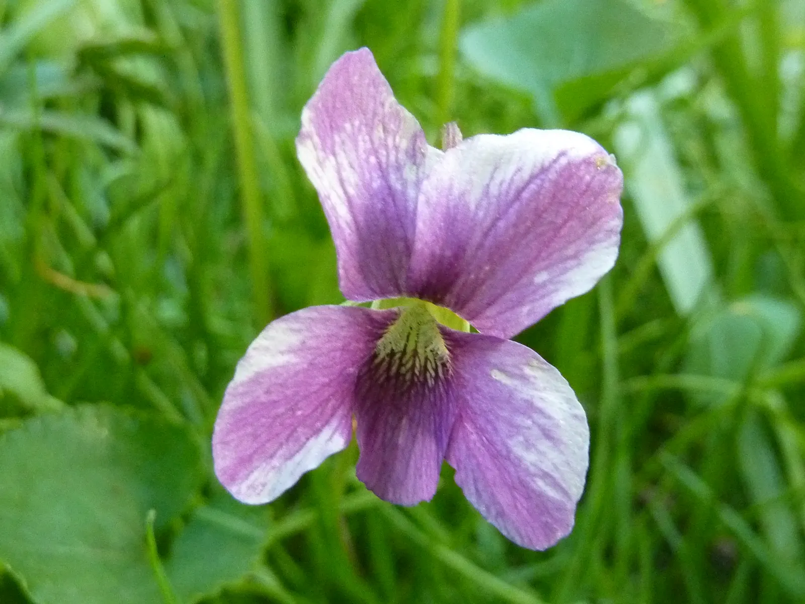 Meadow Violet (Viola Sororia) — The Meadow Violet, Viola sororia, is a deciduous perennial native to North America; these low-growers feature, image 133