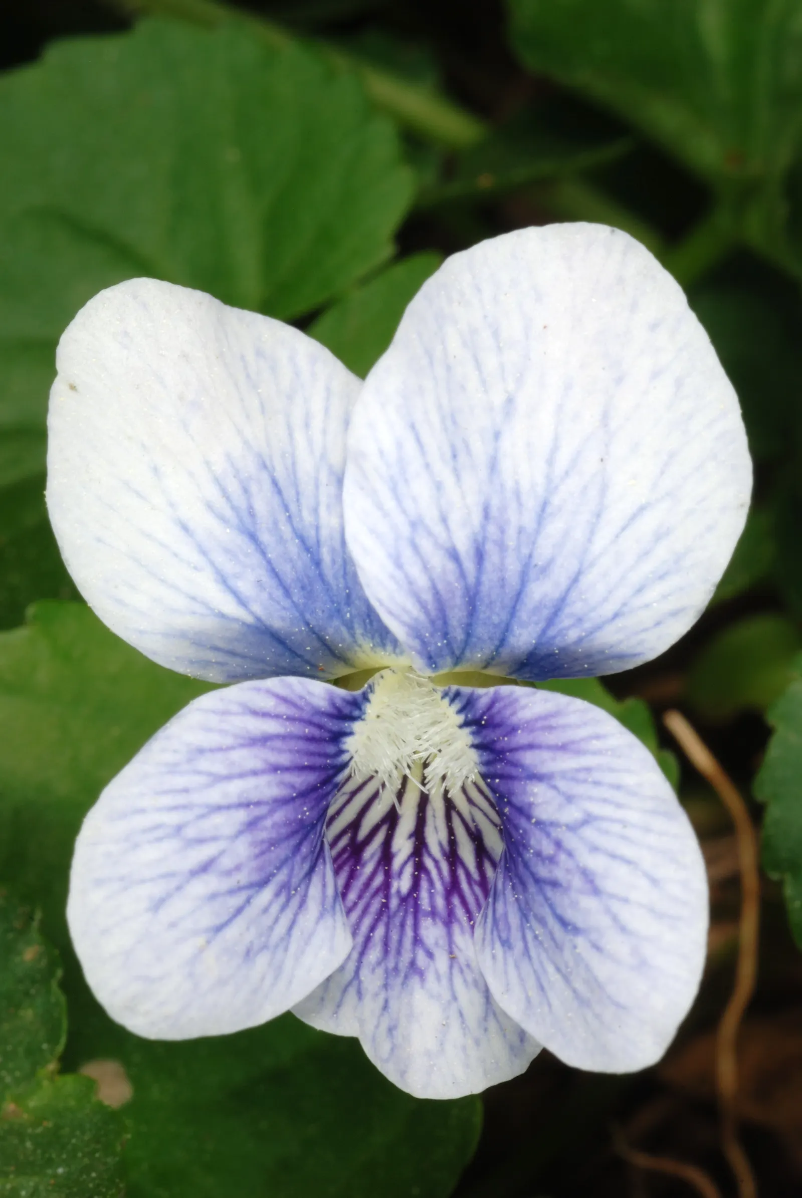 Meadow Violet (Viola Sororia) — It thrives in USDA zones 3-7, preferring part-shade to full sun