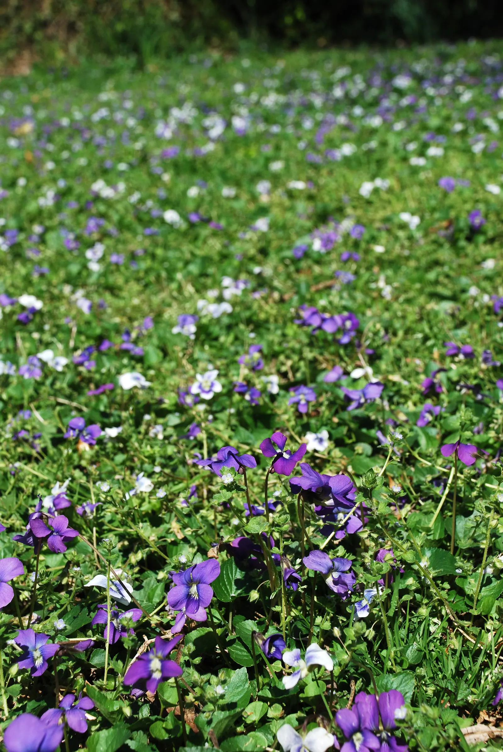 Meadow Violet (Viola Sororia) — consider its attractive foliage and profuse flowering