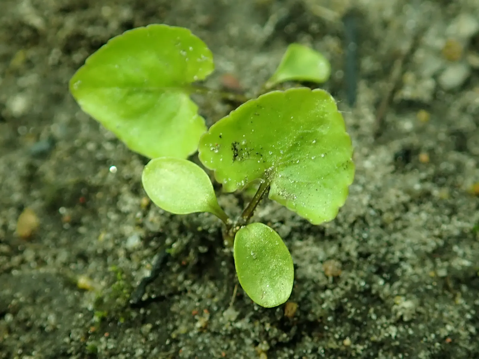 Meadow Violet (Viola Sororia) — annual / perennial for full or half; which can be accentuated when planted en masse or as an understory plant, image 88