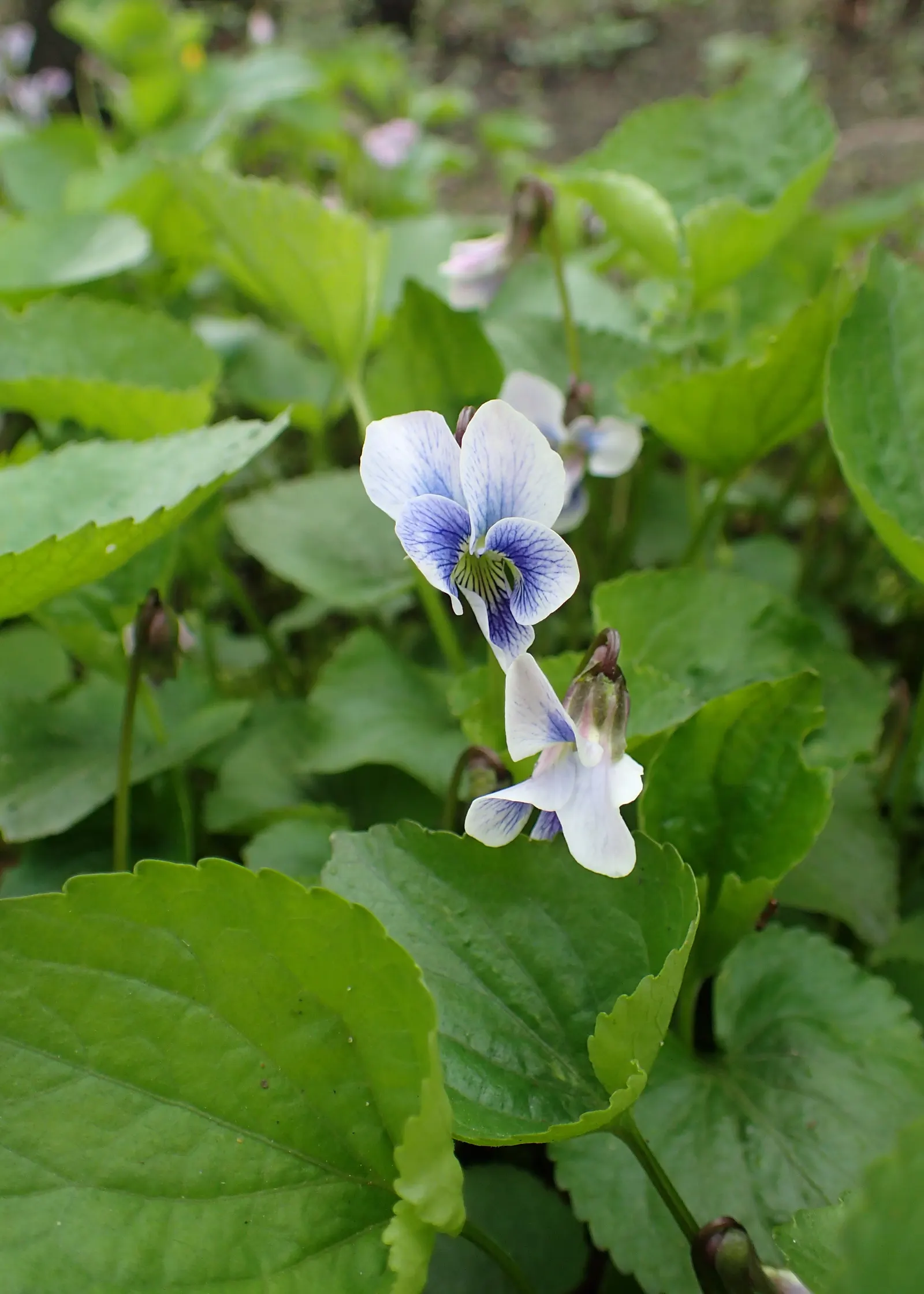 Meadow Violet (Viola Sororia) — When incorporating Viola sororia into your design; well-drained soil and are resistant to both deer and rabbits, image 61