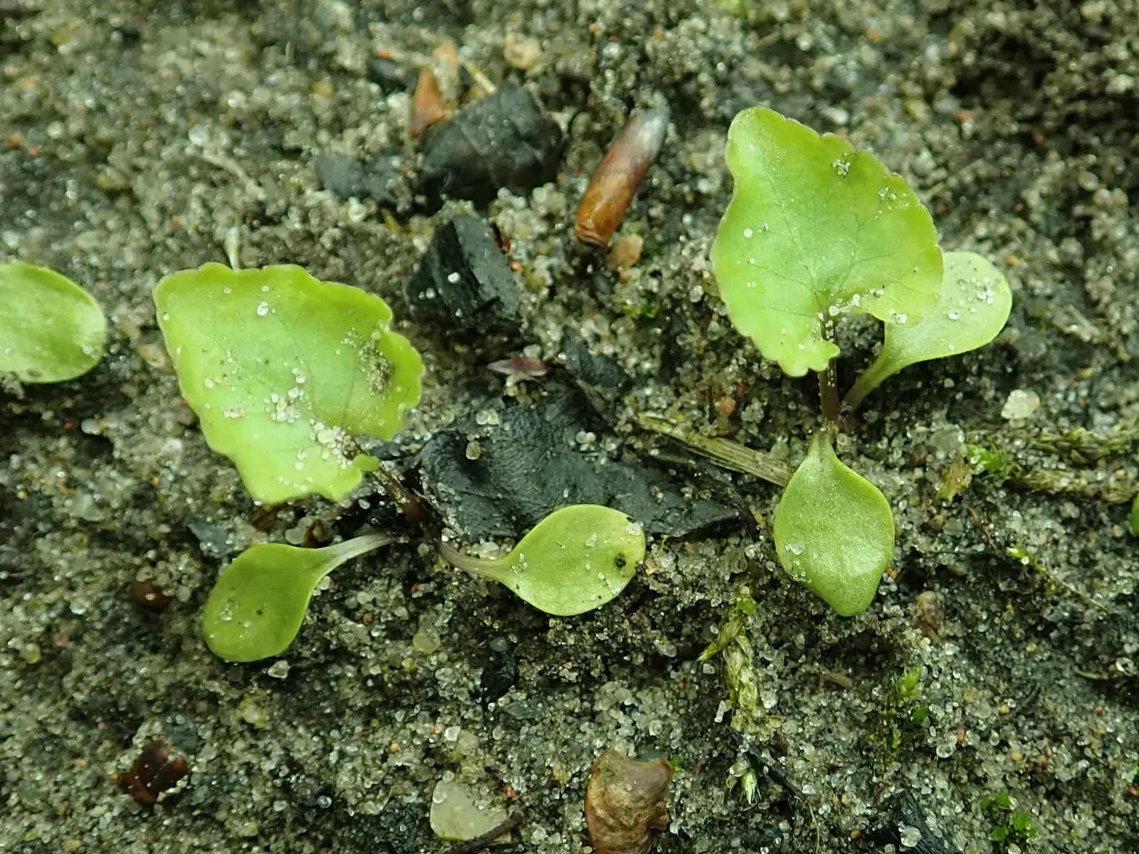 Meadow Violet (Viola Sororia) — scientifically known as Viola sororia; it thrives in USDA zones 3-7, preferring part-shade to full sun, image 95