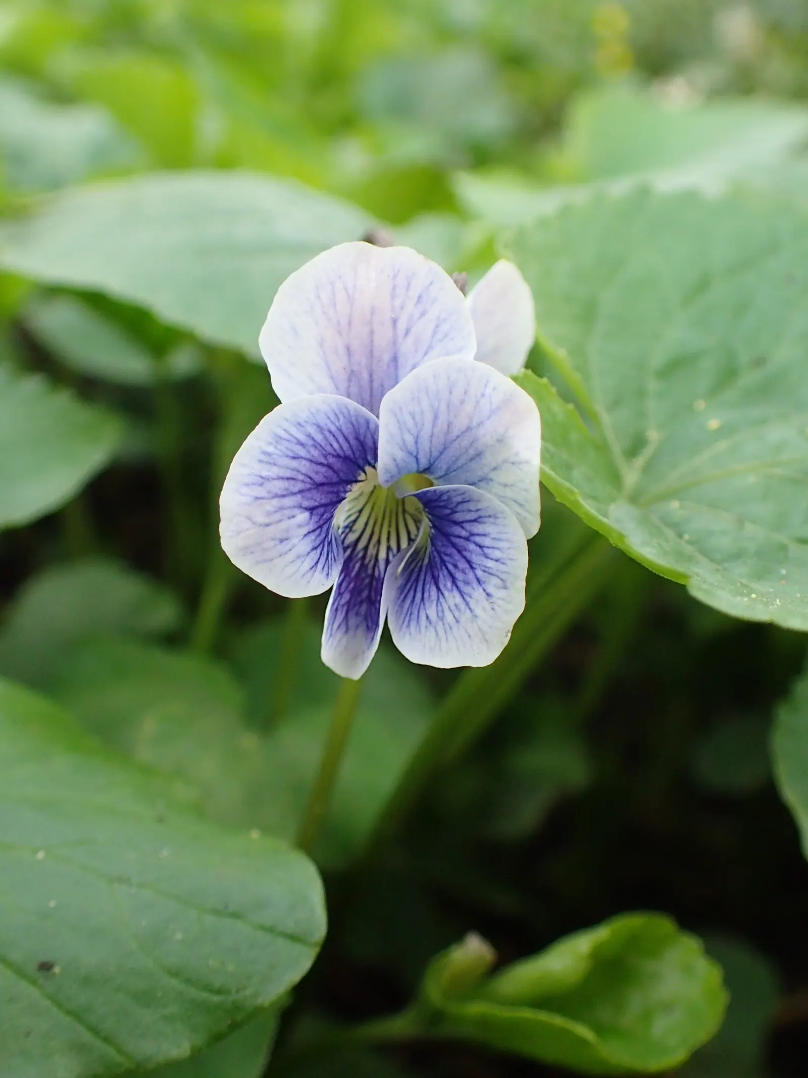 Meadow Violet (Viola Sororia) — making it well-suited for woodland settings or shaded borders; scientifically known as Viola sororia, image 58