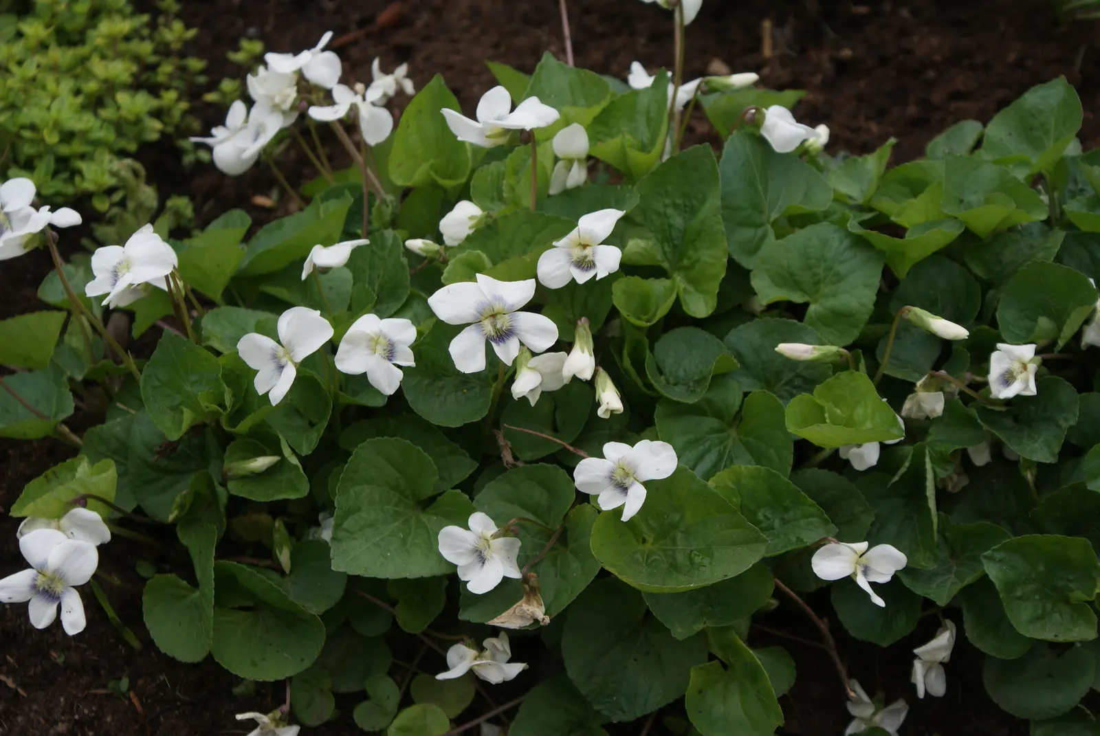 Meadow Violet (Viola Sororia) — These blooms are striking for their deep purple to blue-violet color; the Meadow Violet, Viola sororia, is a, image 142