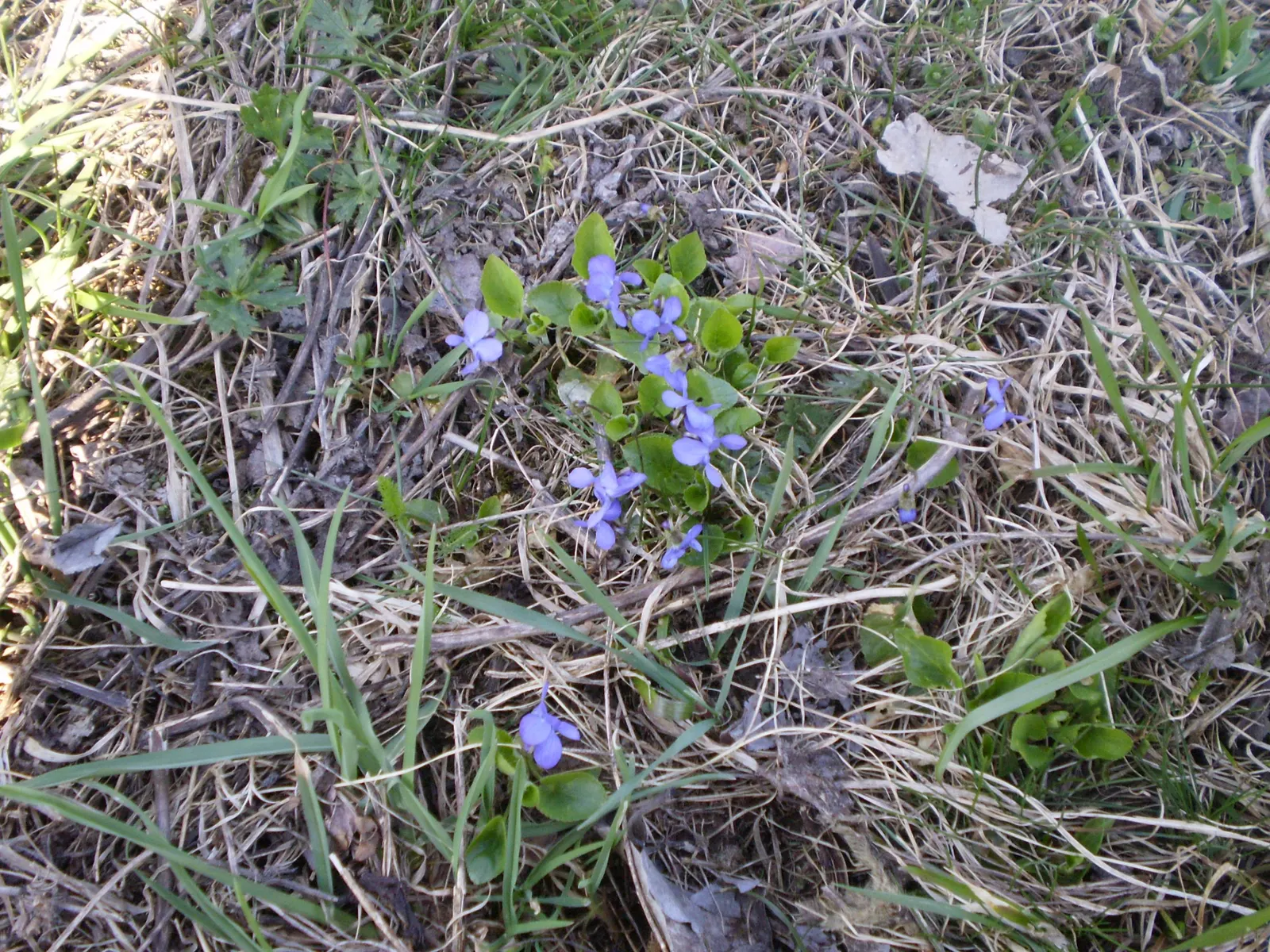 Meadow Violet (Viola Sororia) — the Meadow Violet requires partial to full shade; annual / perennial for full or half
