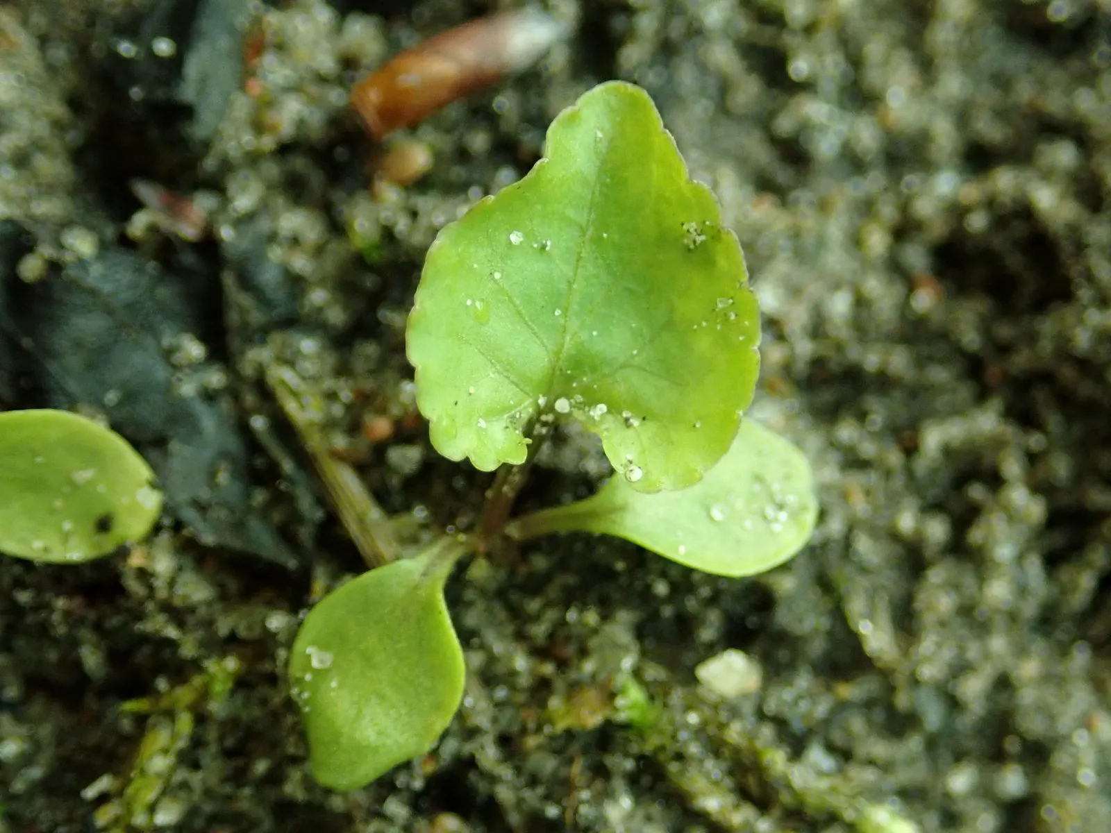 Meadow Violet (Viola Sororia) — When incorporating Viola sororia into your design; well-drained soil and are resistant to both deer and rabbits, image 127