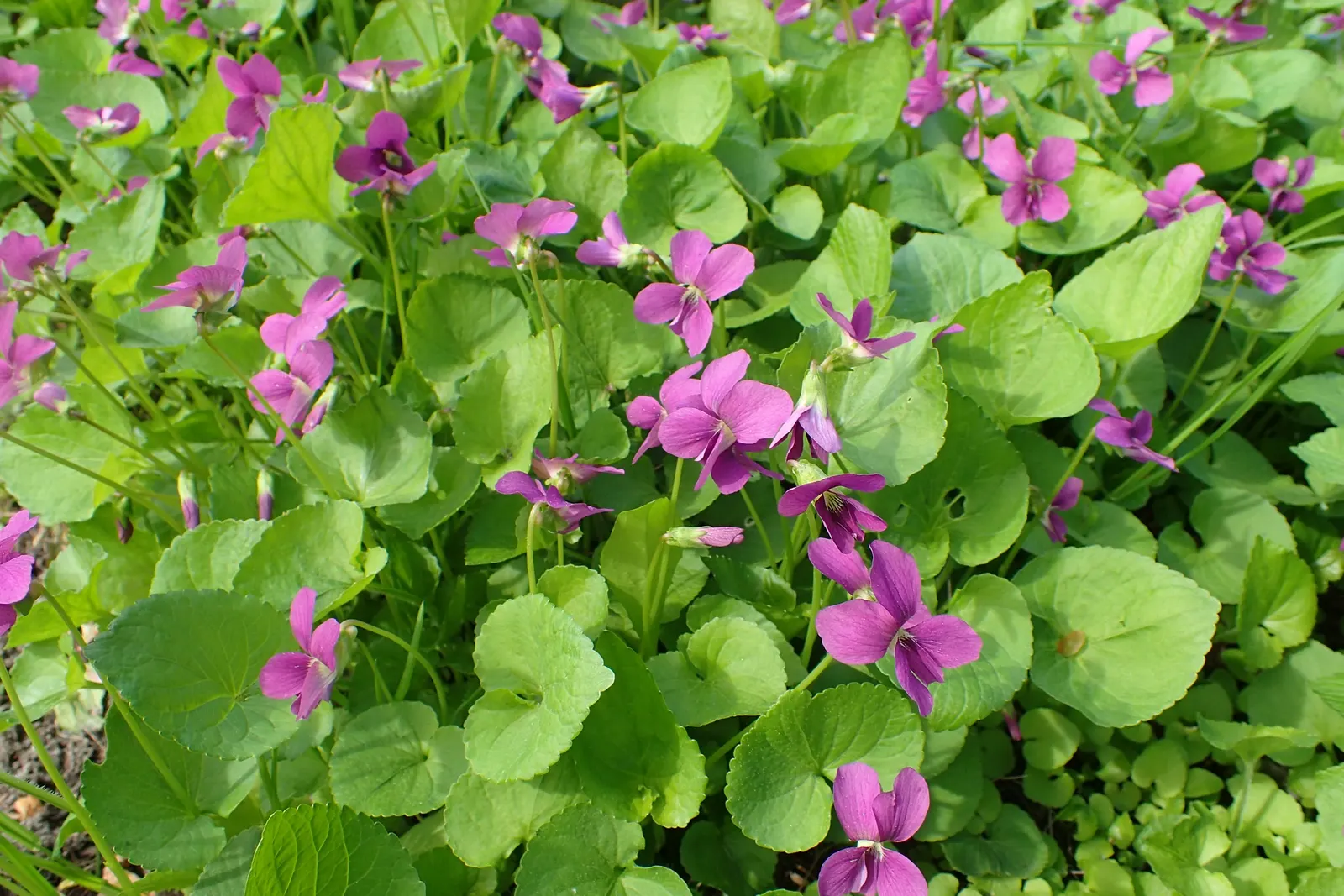 Meadow Violet (Viola Sororia) — making it well-suited for woodland settings or shaded borders; scientifically known as Viola sororia, image 102