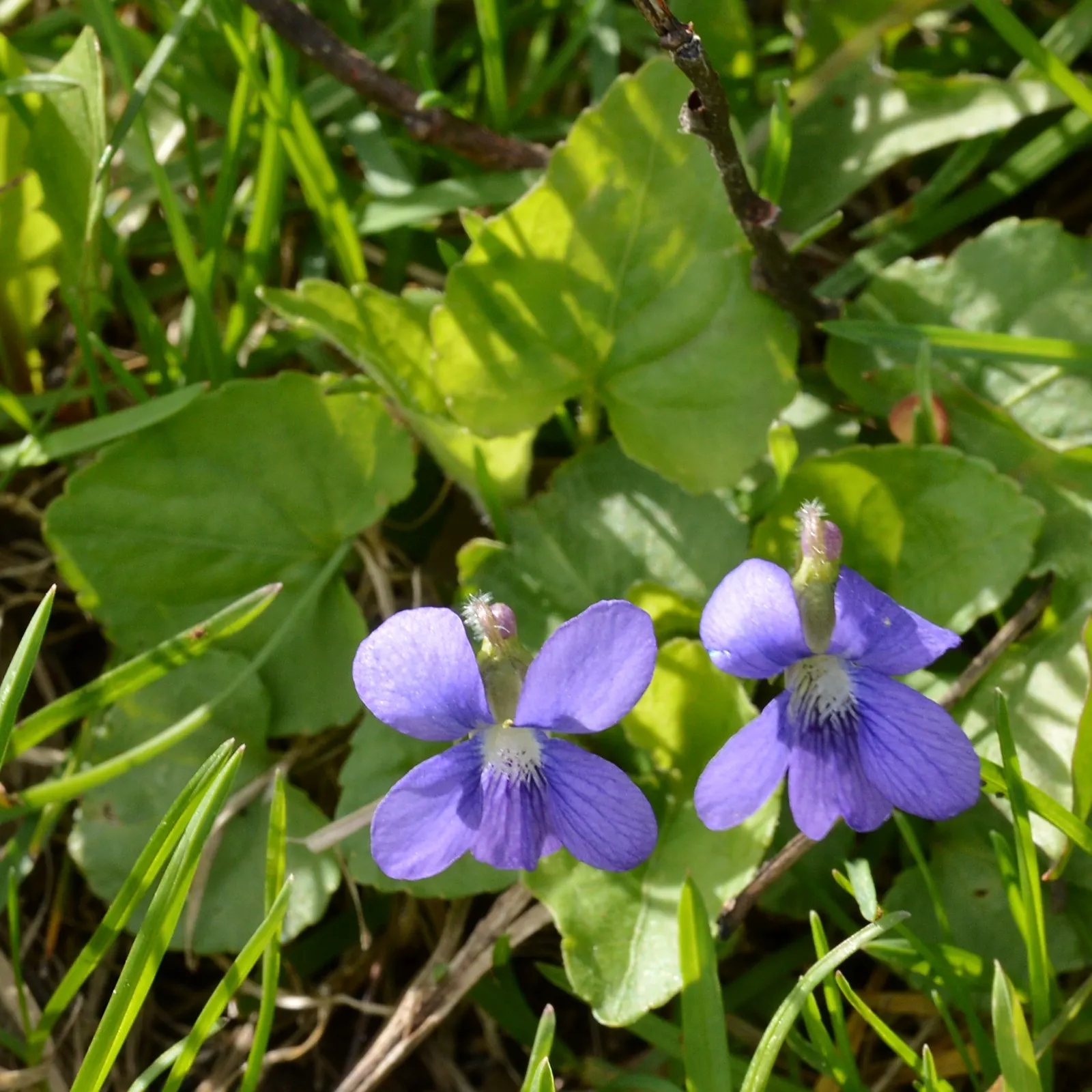 Meadow Violet (Viola Sororia) — is a charming herbaceous perennial that adds a splash of color to any landscape design; though it has a preference, image 118