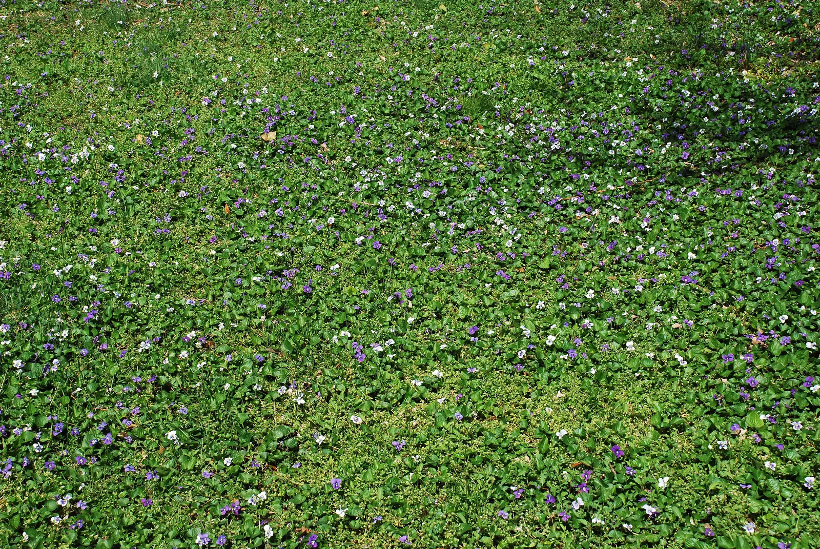 Meadow Violet (Viola Sororia) — It's also a favorite for pollinators such as butterflies and is a host plant for fritillary butterfly larvae, image 147