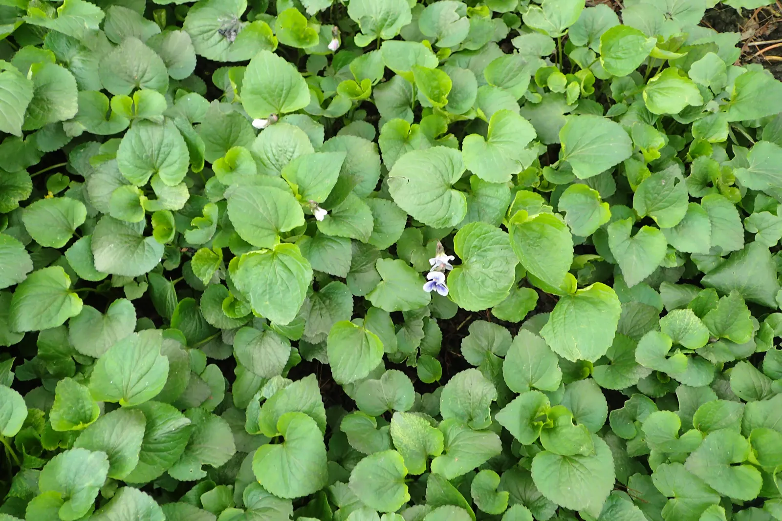 Meadow Violet (Viola Sororia) — It's also a favorite for pollinators such as butterflies and is a host plant for fritillary butterfly larvae, image 103