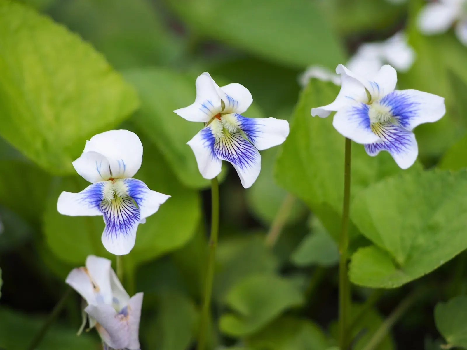 Meadow Violet (Viola Sororia) — With a compact spread of 4-6 inches and a height of 4-8 inches; consider its attractive foliage and profuse, image 69