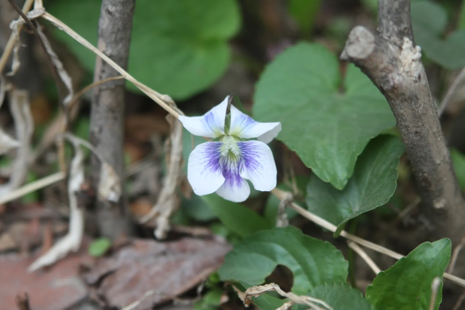 Meadow Violet (Viola Sororia) — scientifically known as Viola sororia