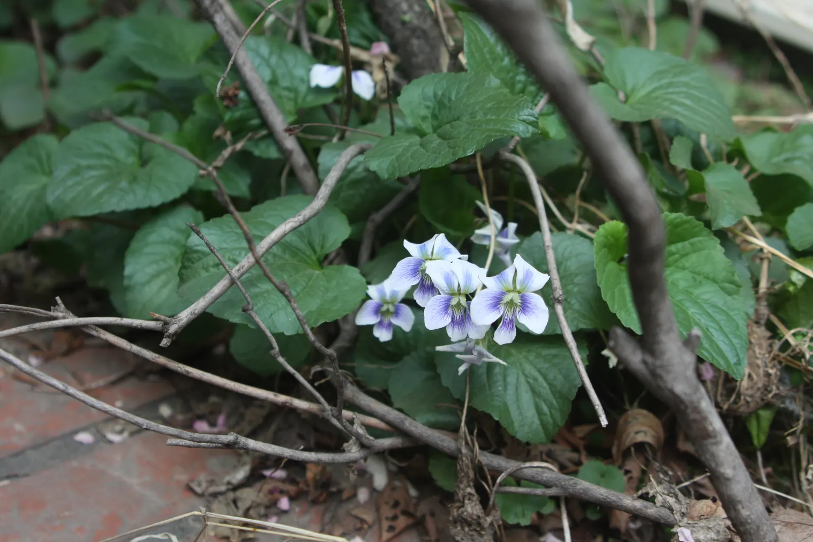 Meadow Violet (Viola Sororia) — It's also a favorite for pollinators such as butterflies and is a host plant for fritillary butterfly larvae, image 59