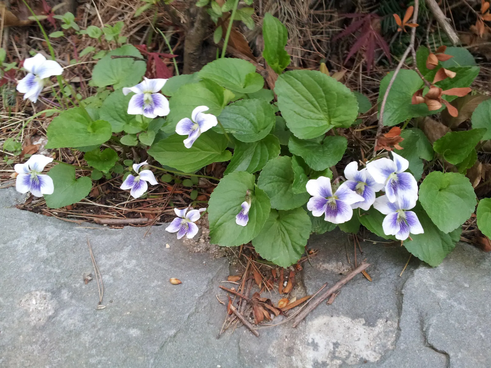 Meadow Violet (Viola Sororia) — making it well-suited for woodland settings or shaded borders; scientifically known as Viola sororia, image 146