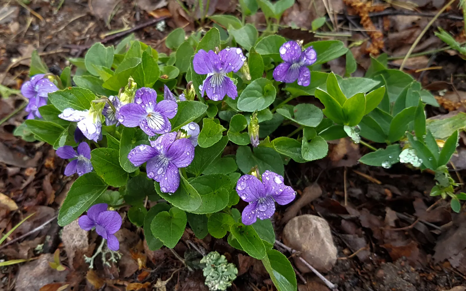 Meadow Violet (Viola Sororia) — annual / perennial with blue and white blooms; perfect for ground cover or naturalized areas.<br><br>Thriving in, image 131