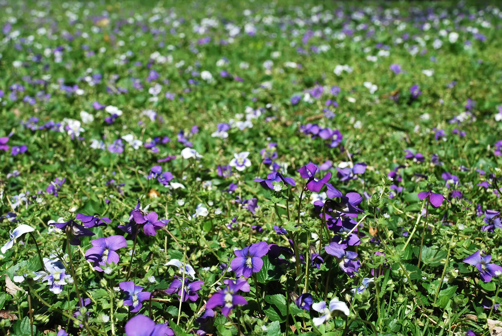 Meadow Violet (Viola Sororia) — annual / perennial with blue and white blooms; perfect for ground cover or naturalized areas.<br><br>Thriving in, image 87