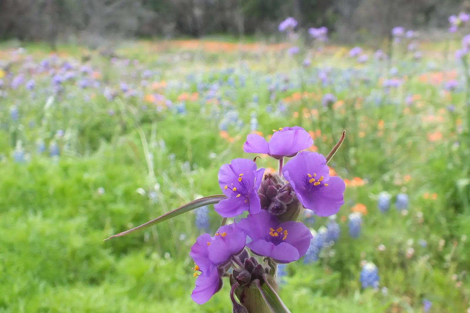 Meadow Violet (Viola Sororia) — well-drained soil and are resistant to both deer and rabbits; when incorporating Viola sororia into your design, image 72