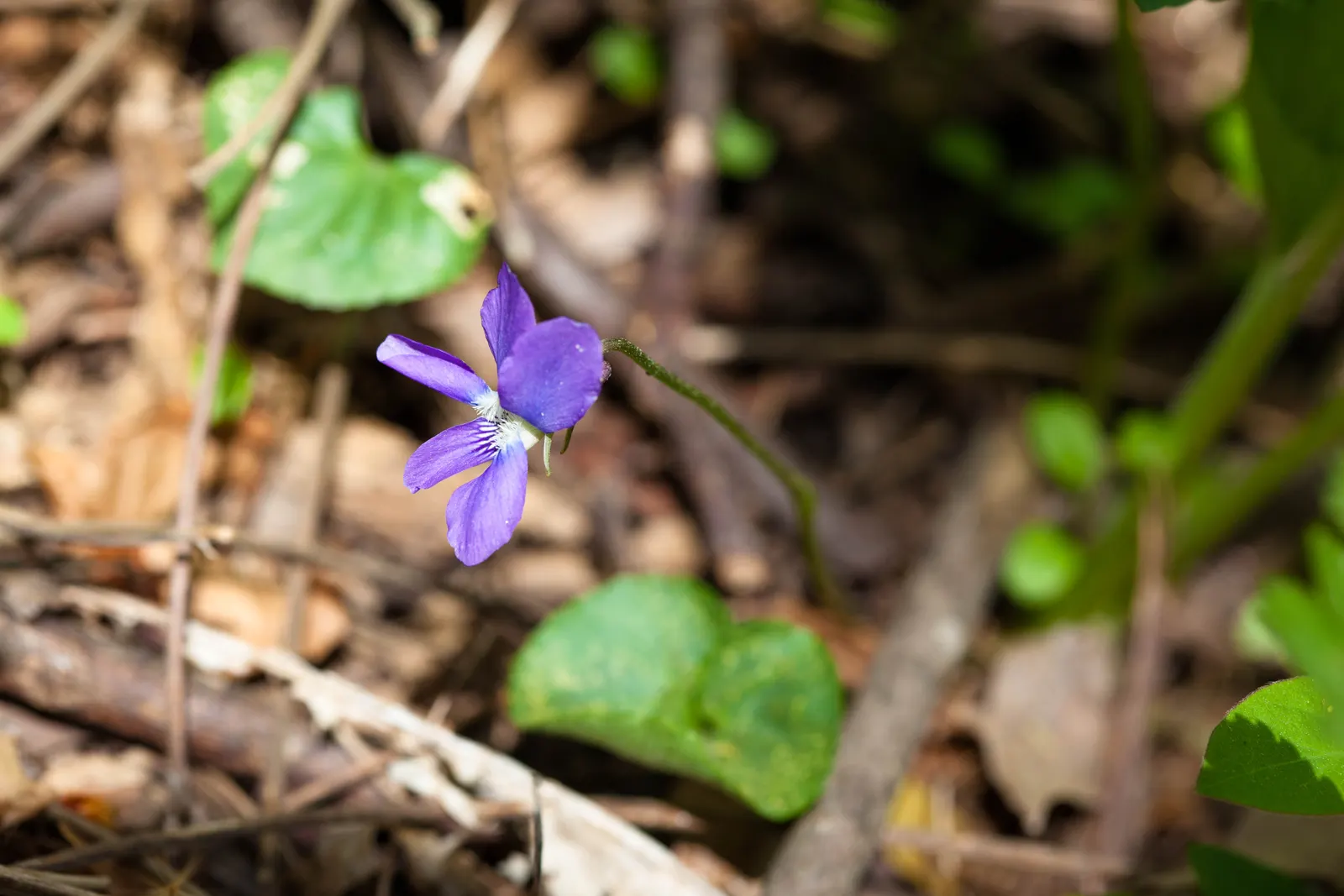 Meadow Violet (Viola Sororia) — well-drained soil and are resistant to both deer and rabbits