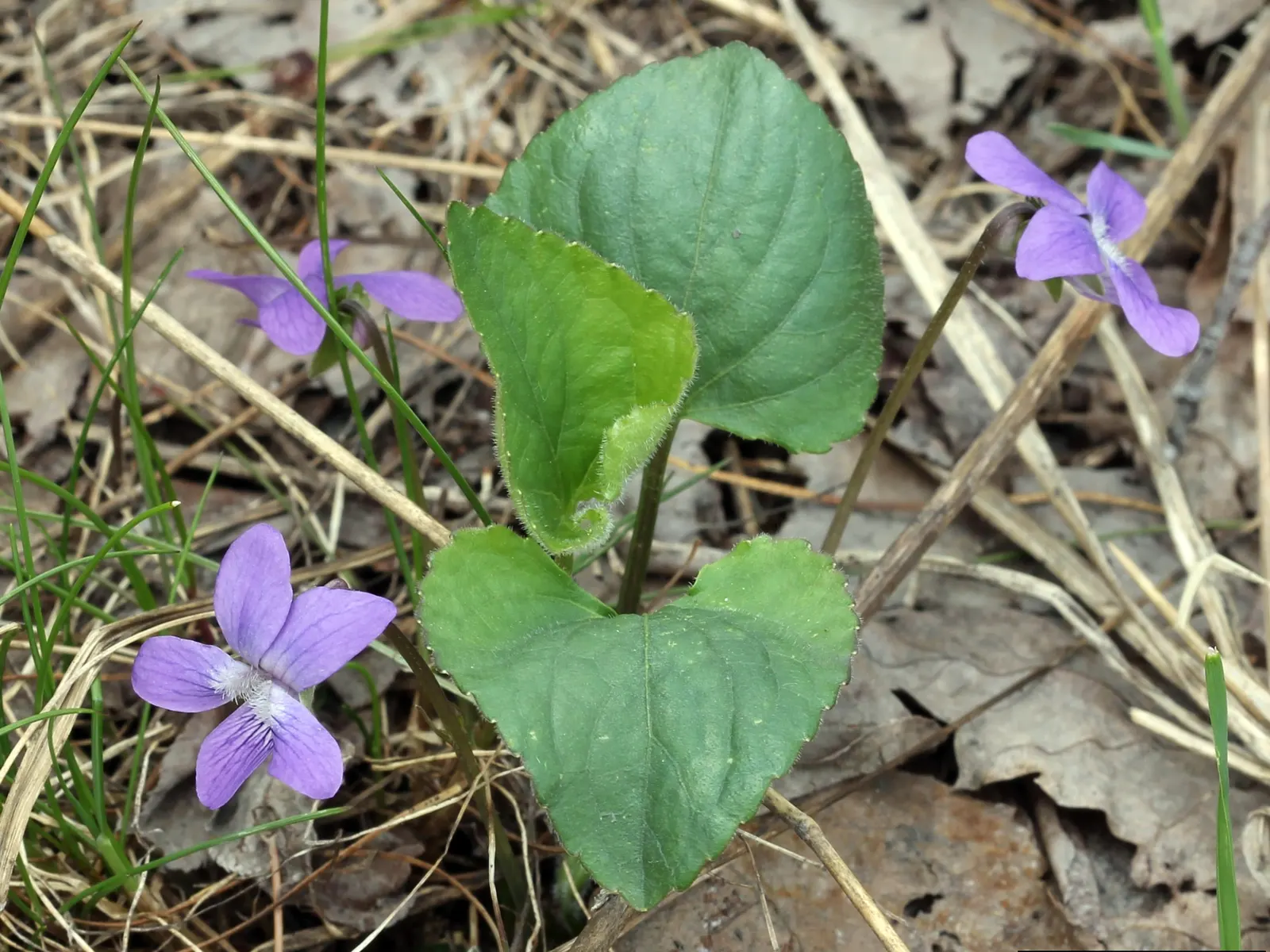 Meadow Violet (Viola Sororia) — These blooms are striking for their deep purple to blue-violet color; the Meadow Violet, Viola sororia, is a, image 120
