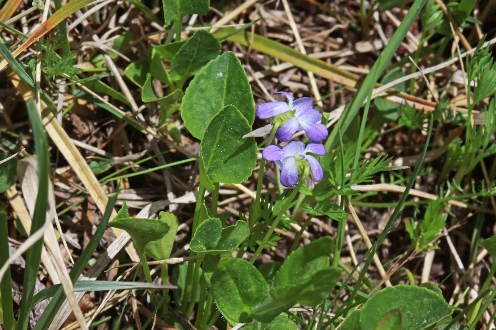 Meadow Violet (Viola Sororia) — The Meadow Violet, Viola sororia, is a deciduous perennial native to North America; these low-growers feature heart-shaped