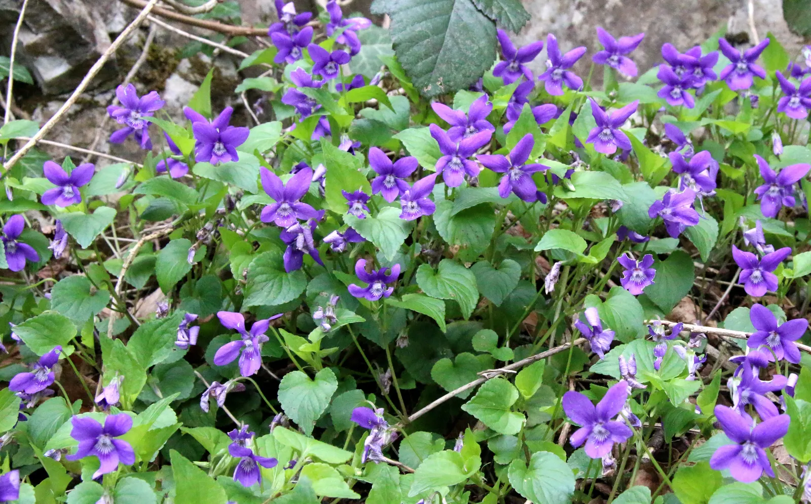 Meadow Violet (Viola Sororia) — though it has a preference for moist; contributing to the ecological health of your garden, image 141