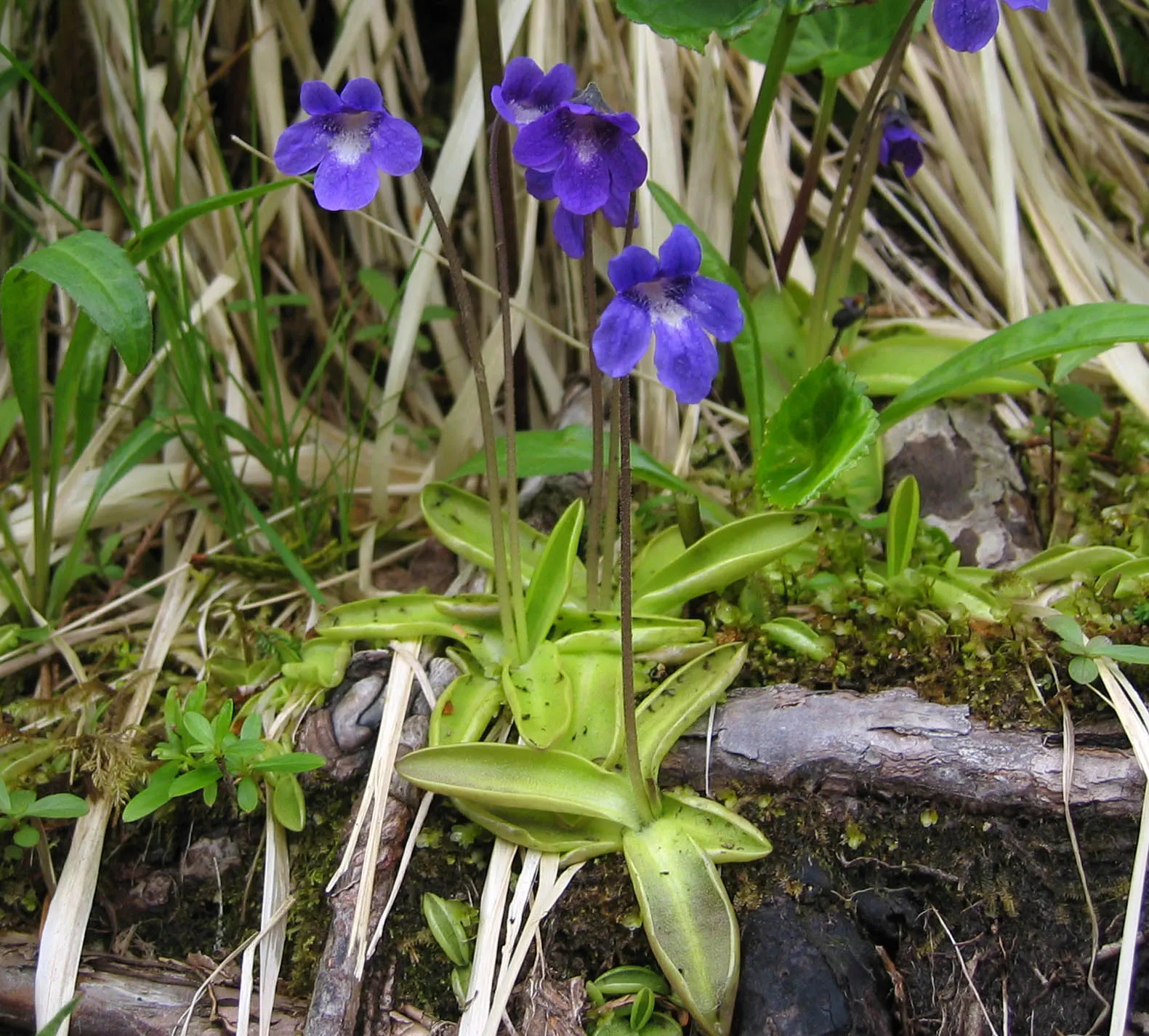 Meadow Violet (Viola Sororia) — is a charming herbaceous perennial that adds a splash of color to any landscape design; though it has a preference, image 96