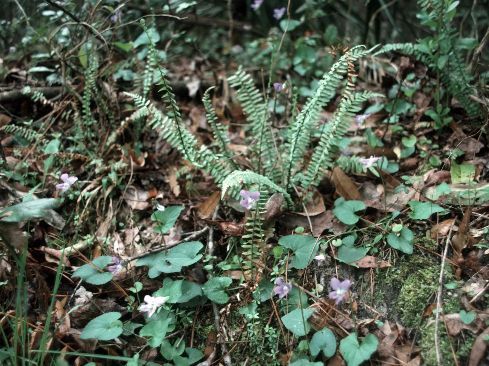 Meadow Violet (Viola Sororia) — well-drained soil and are resistant to both deer and rabbits; when incorporating Viola sororia into your design, image 138