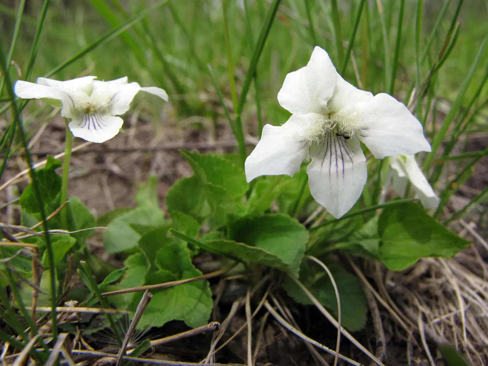 Meadow Violet (Viola Sororia) — often showcasing a delicate white center and appearing in abundance from April to June; is a charming herbaceous, image 121