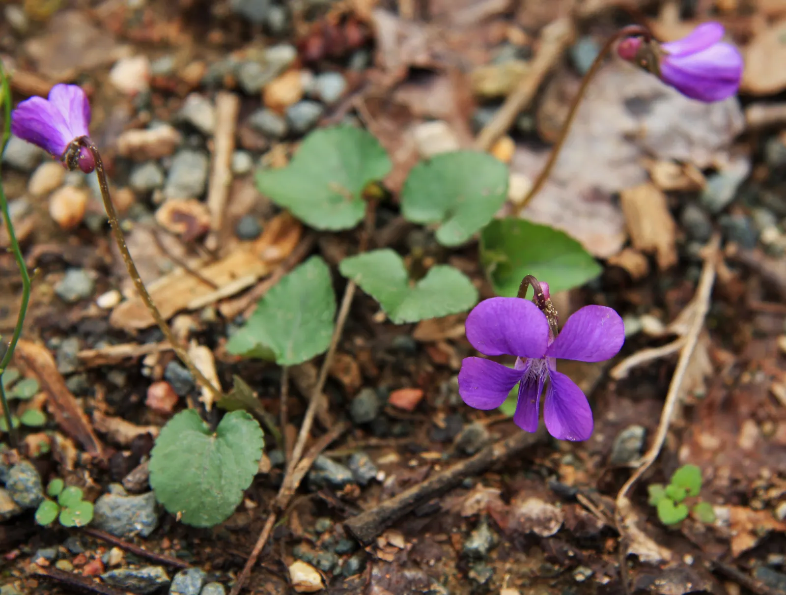 Meadow Violet (Viola Sororia) — perfect for ground cover or naturalized areas.<br><br>Thriving in USDA zones 3 to 9; it's also a favorite for, image 144