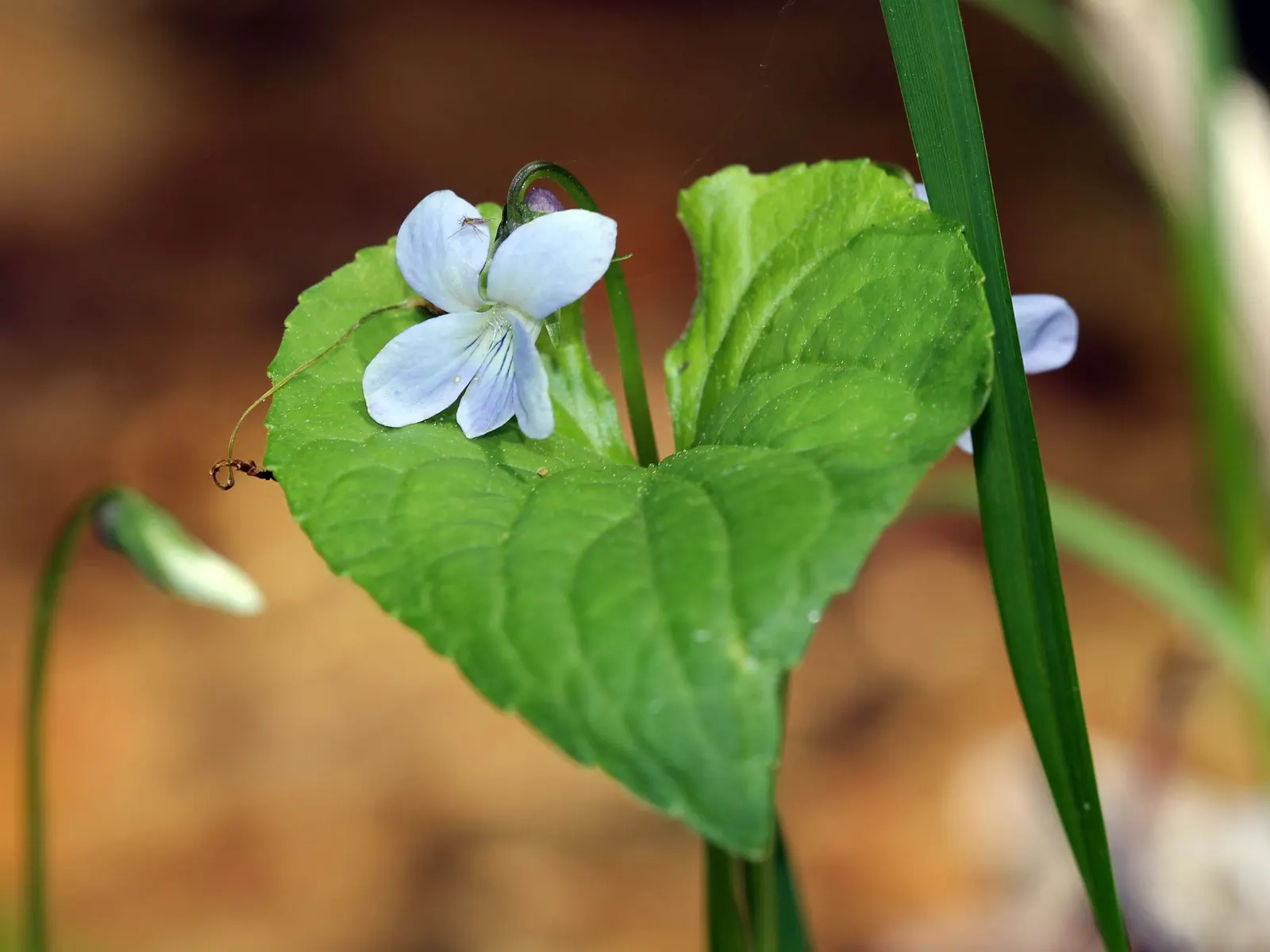 Meadow Violet (Viola Sororia) — is a charming herbaceous perennial that adds a splash of color to any landscape design; though it has a preference, image 140