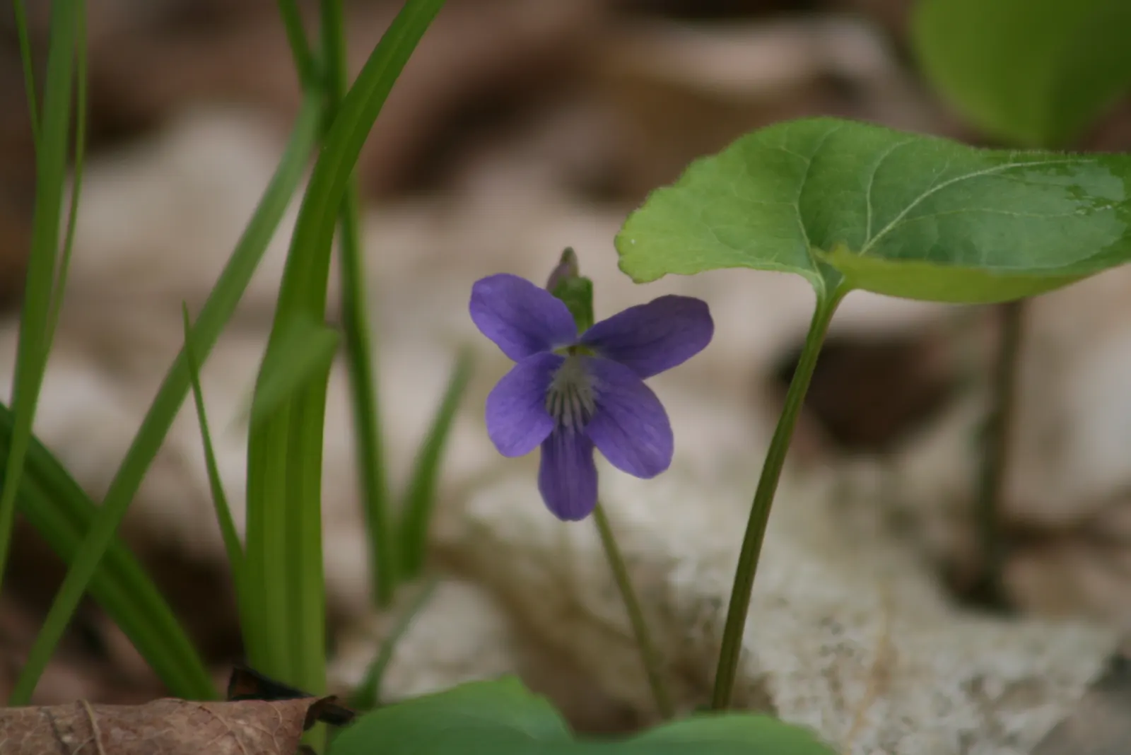 Meadow Violet (Viola Sororia) — contributing to the ecological health of your garden; annual / perennial with blue and white blooms, image 82