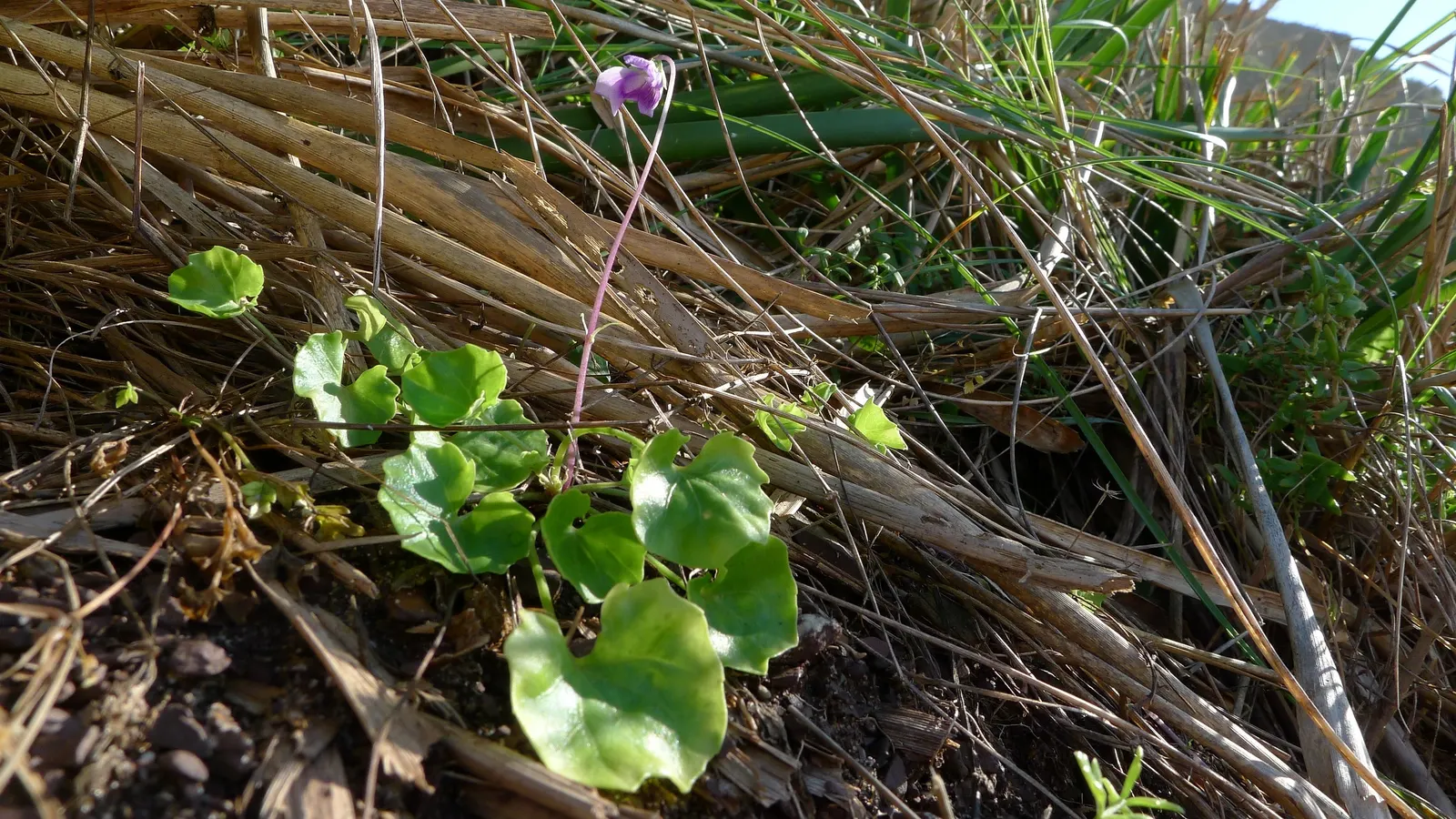 Meadow Violet (Viola Sororia) — scientifically known as Viola sororia; it thrives in USDA zones 3-7, preferring part-shade to full sun, image 51