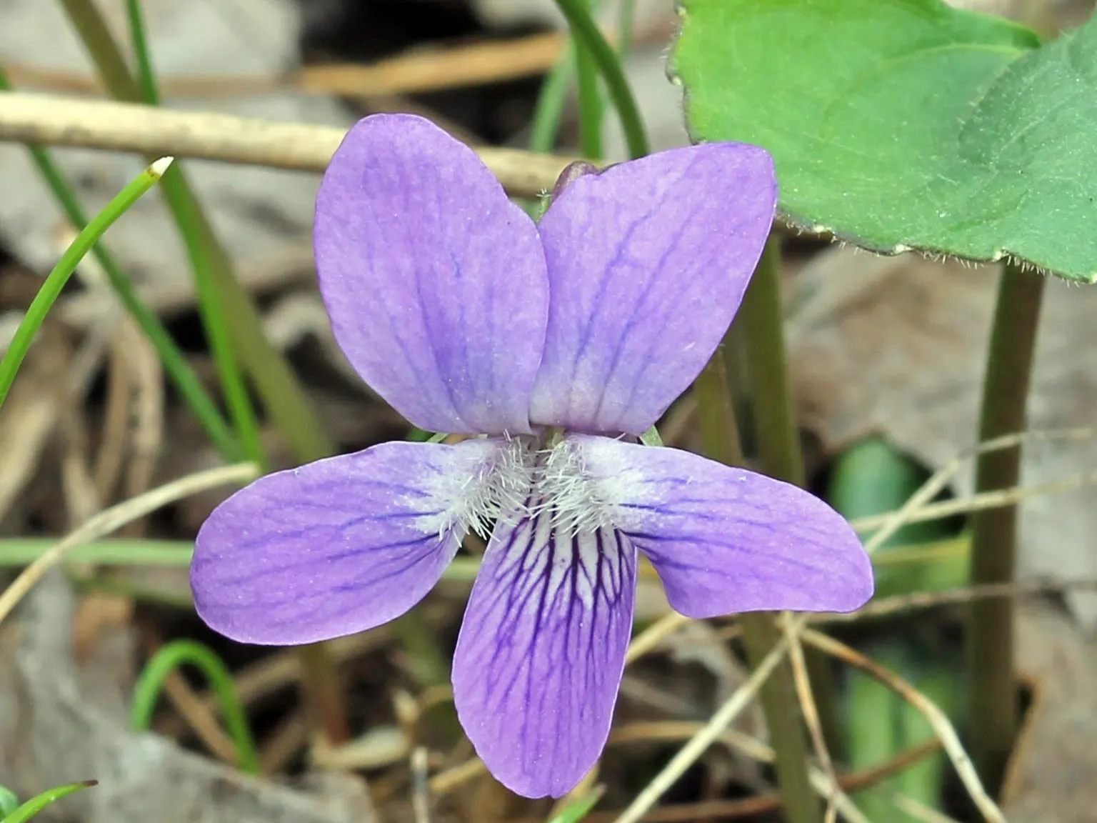 Meadow Violet (Viola Sororia) — annual / perennial with blue and white blooms
