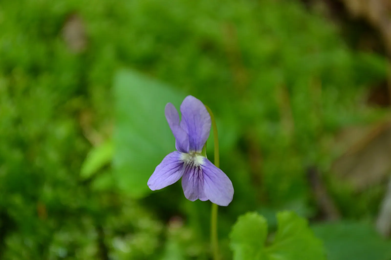Meadow Violet (Viola Sororia) — These blooms are striking for their deep purple to blue-violet color; the Meadow Violet, Viola sororia, is a, image 98