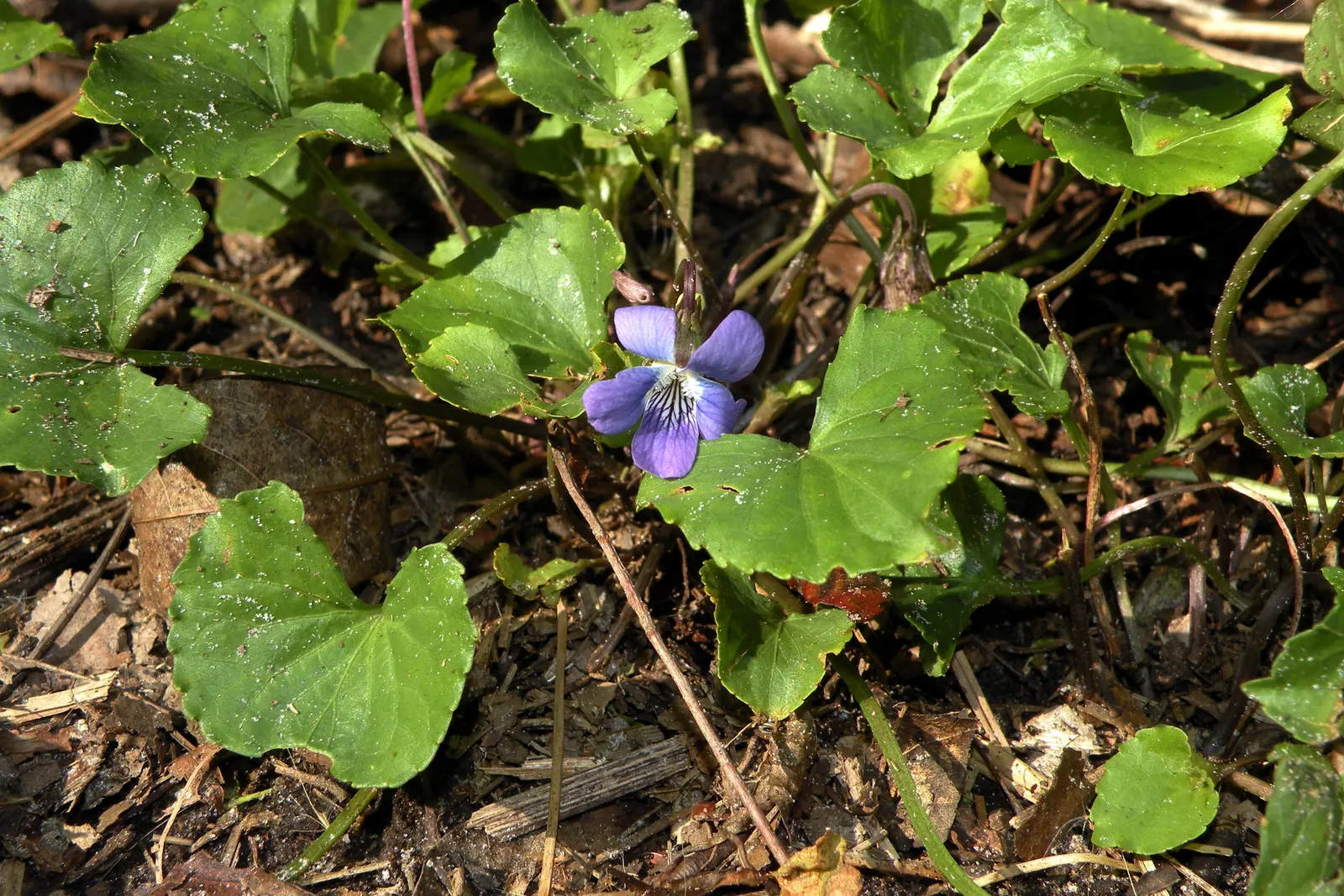 Meadow Violet (Viola Sororia) — these low-growers feature heart-shaped leaves and prolific spring flowers in hues of purple; with a compact spread, image 114